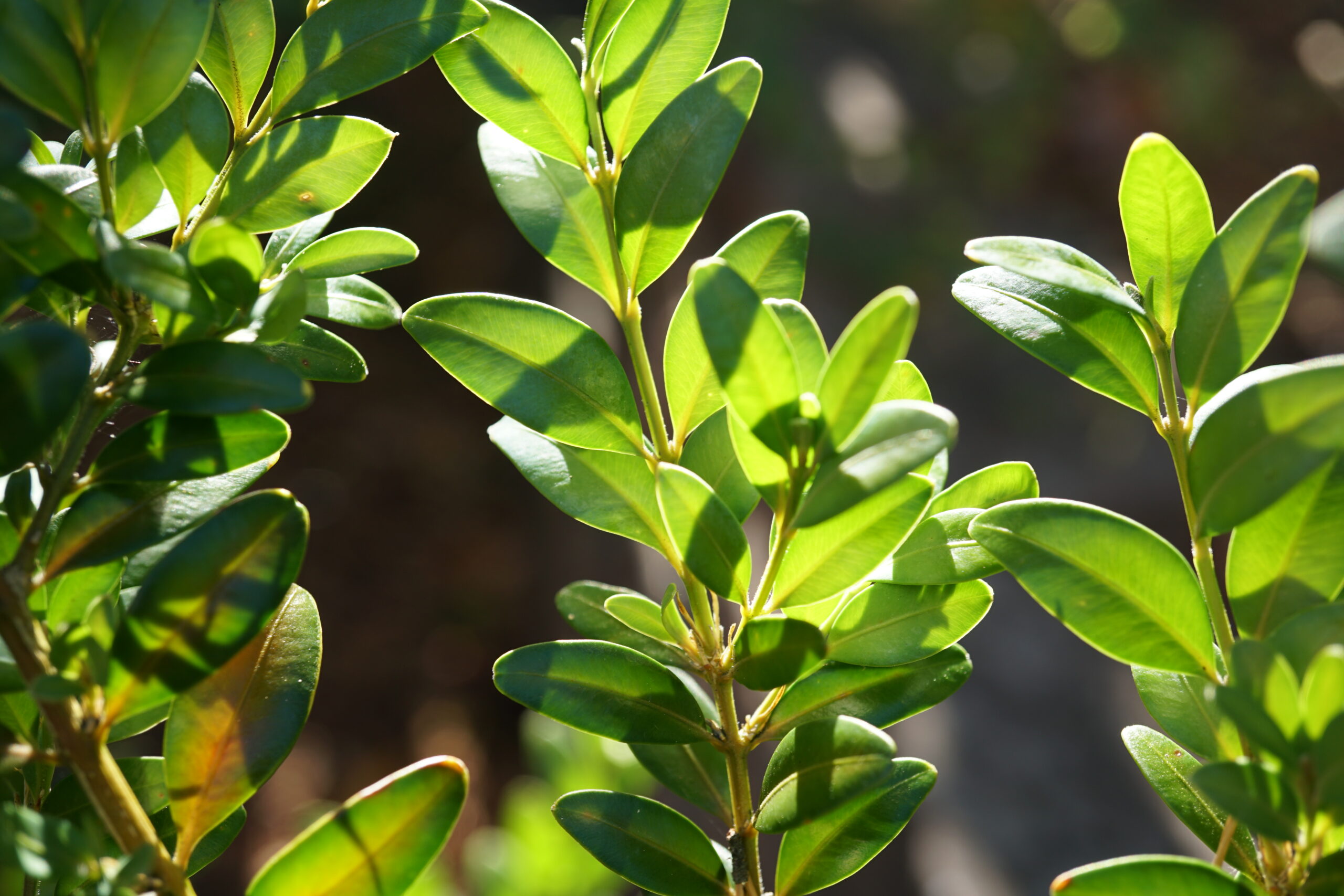 Buxus sempervirens in the Sun