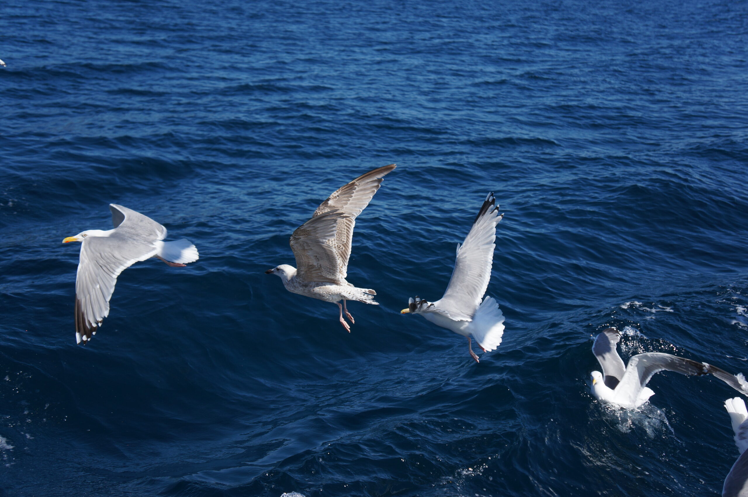 Seagulls Lining Up