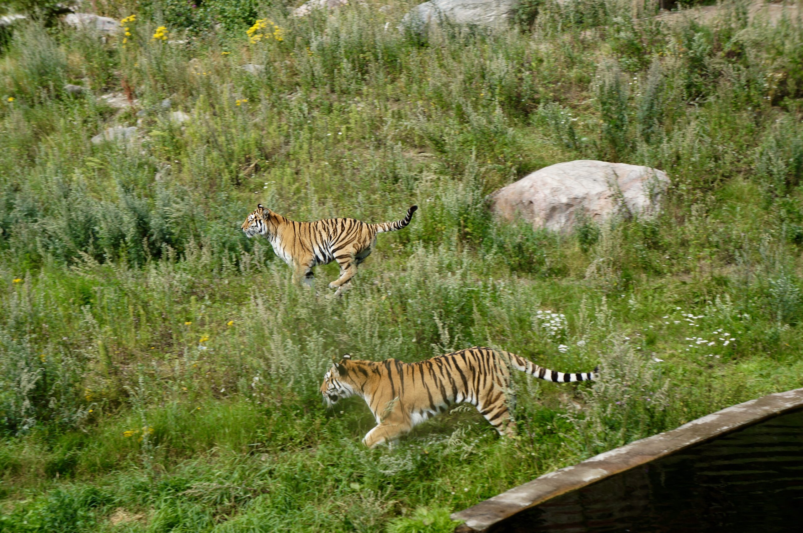 Running Tigers Kålmården